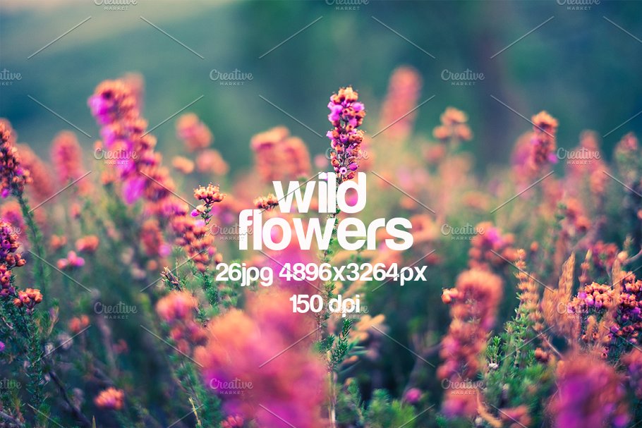 乡间野花高清照片素材 wild flowers photo pack插图(1)
