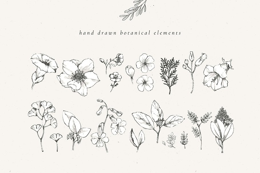乡土气息植物、手绘字体&花卉字体 Botanical Illustrations & Monograms插图(8)