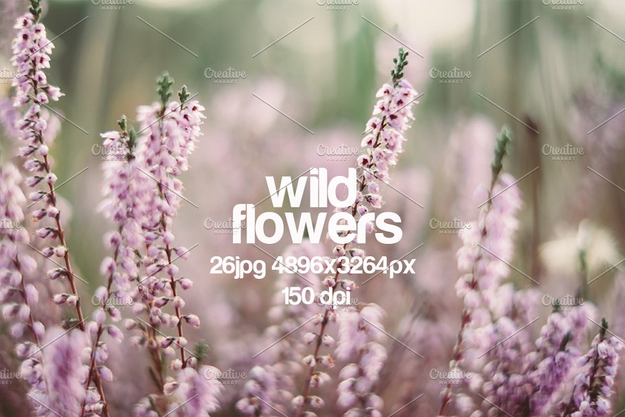 乡间野花高清照片素材 wild flowers photo pack插图(2)