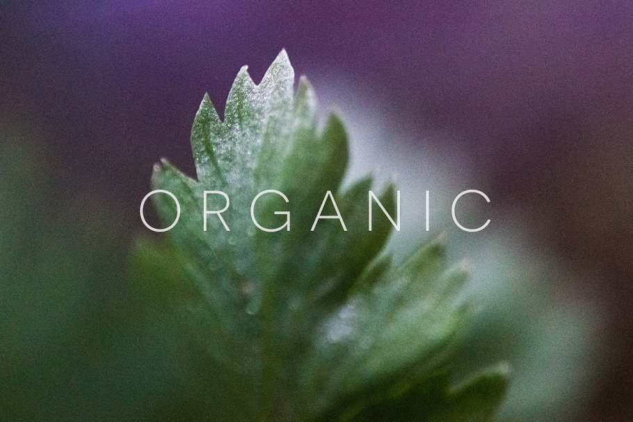 20张高清分辨率花卉植物特写镜头照片 Organic插图13