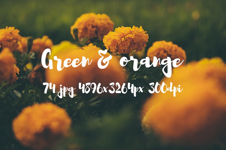 橙黄色花卉高清照片素材 Green and orange photo bundle插图22