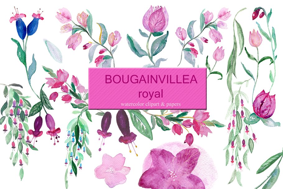 叶子红属&倒挂金钟属花卉水彩剪贴画 Bougainvillea & fuchsia watercolor插图(2)