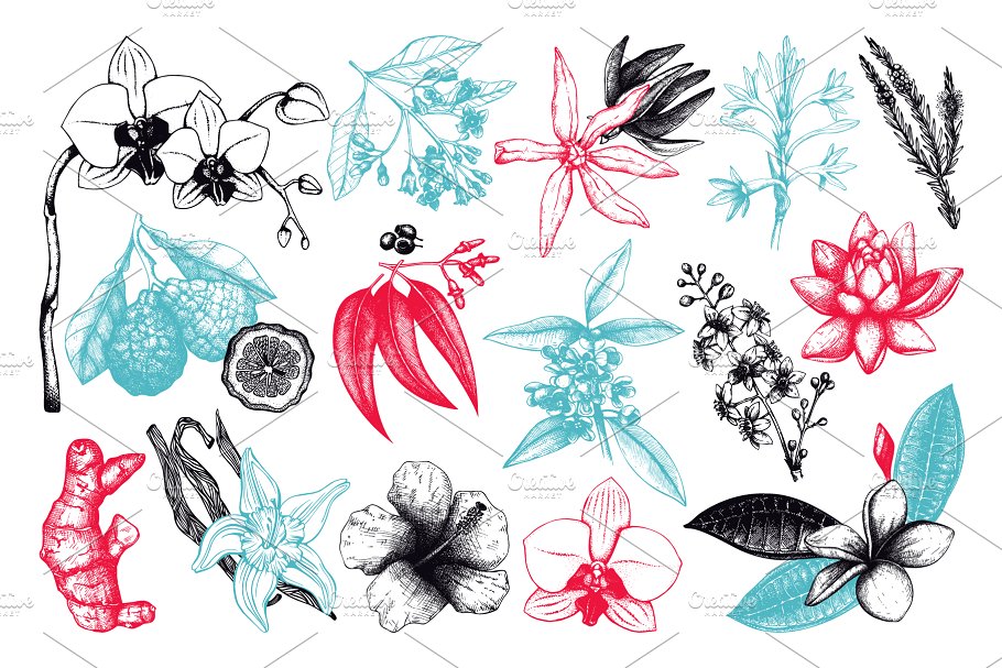 复古风奇花异草设计素材集 Vinatge Exotic Plants & Flowers Set插图(1)