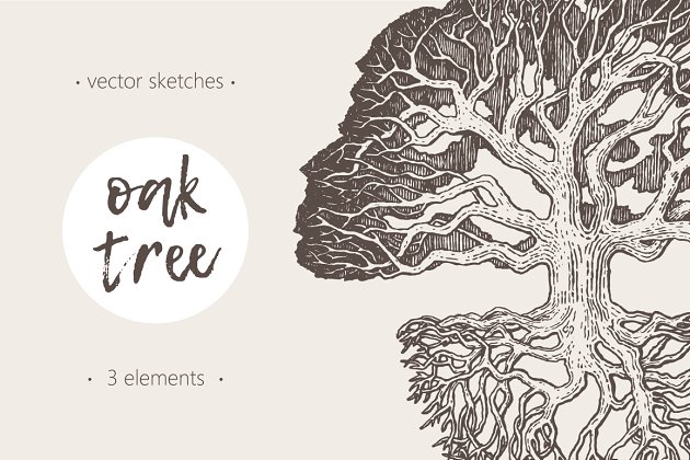 老橡树素描矢量插画 Illustration of an old oak tree插图