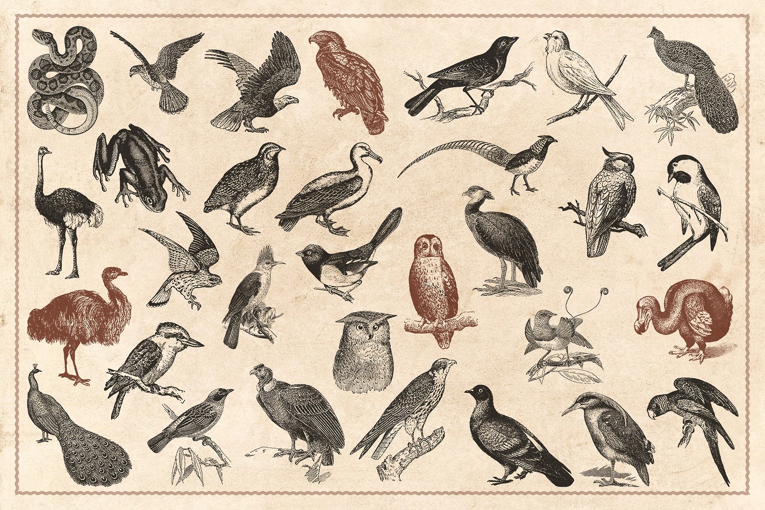 176个复古野生动物手绘（矢量）插图6