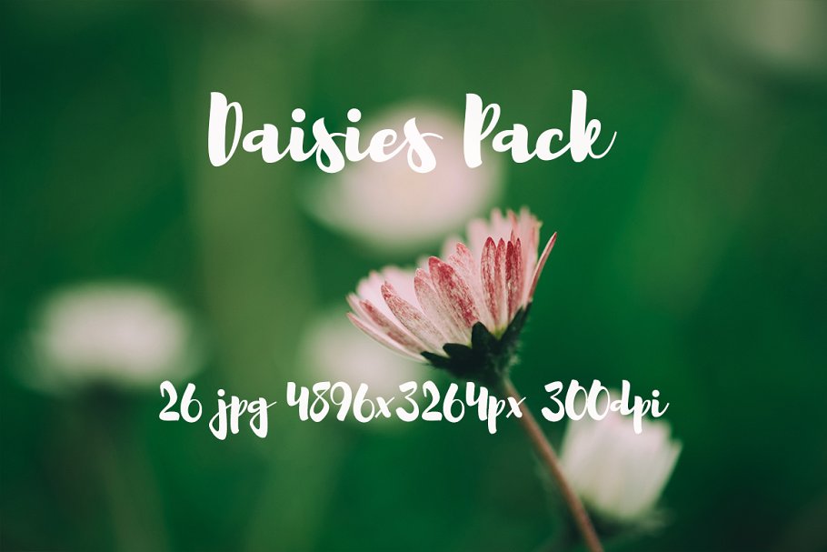 雏菊特写镜头高清照片素材 Daisies photo Pack插图