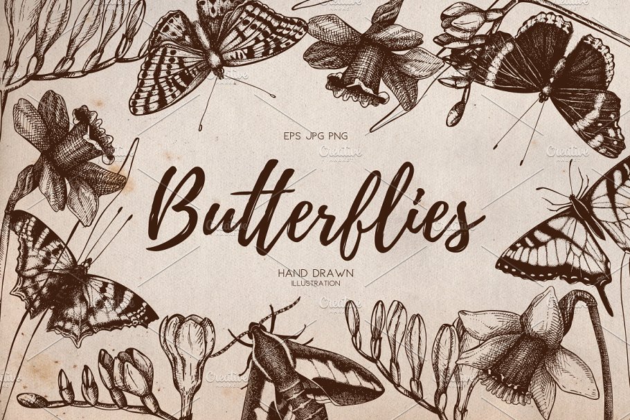 复古风格蝴蝶手绘插画 Vector Butterfly & Flowers Set插图