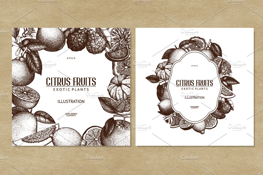 柑桔和植物矢量插画 Vector Citrus Fruits & Plants Set插图4