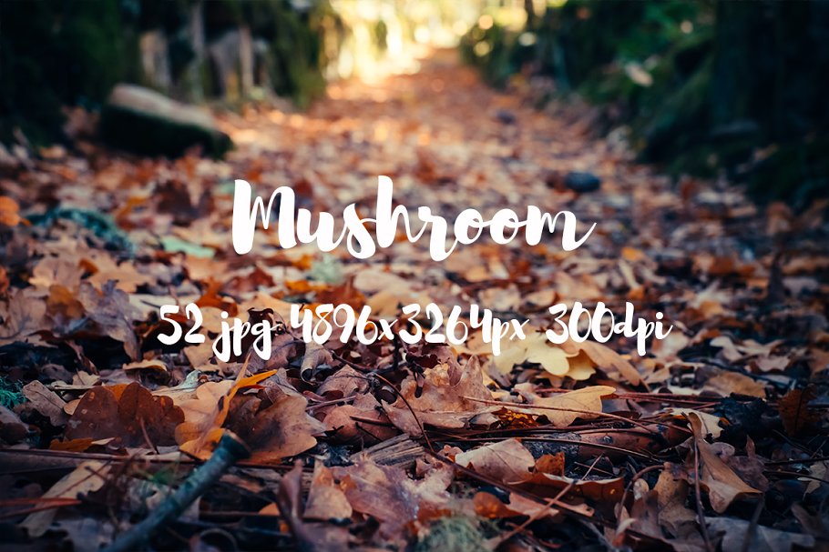 丛林野蘑菇高清照片素材II Mushrooms photo pack II插图(10)