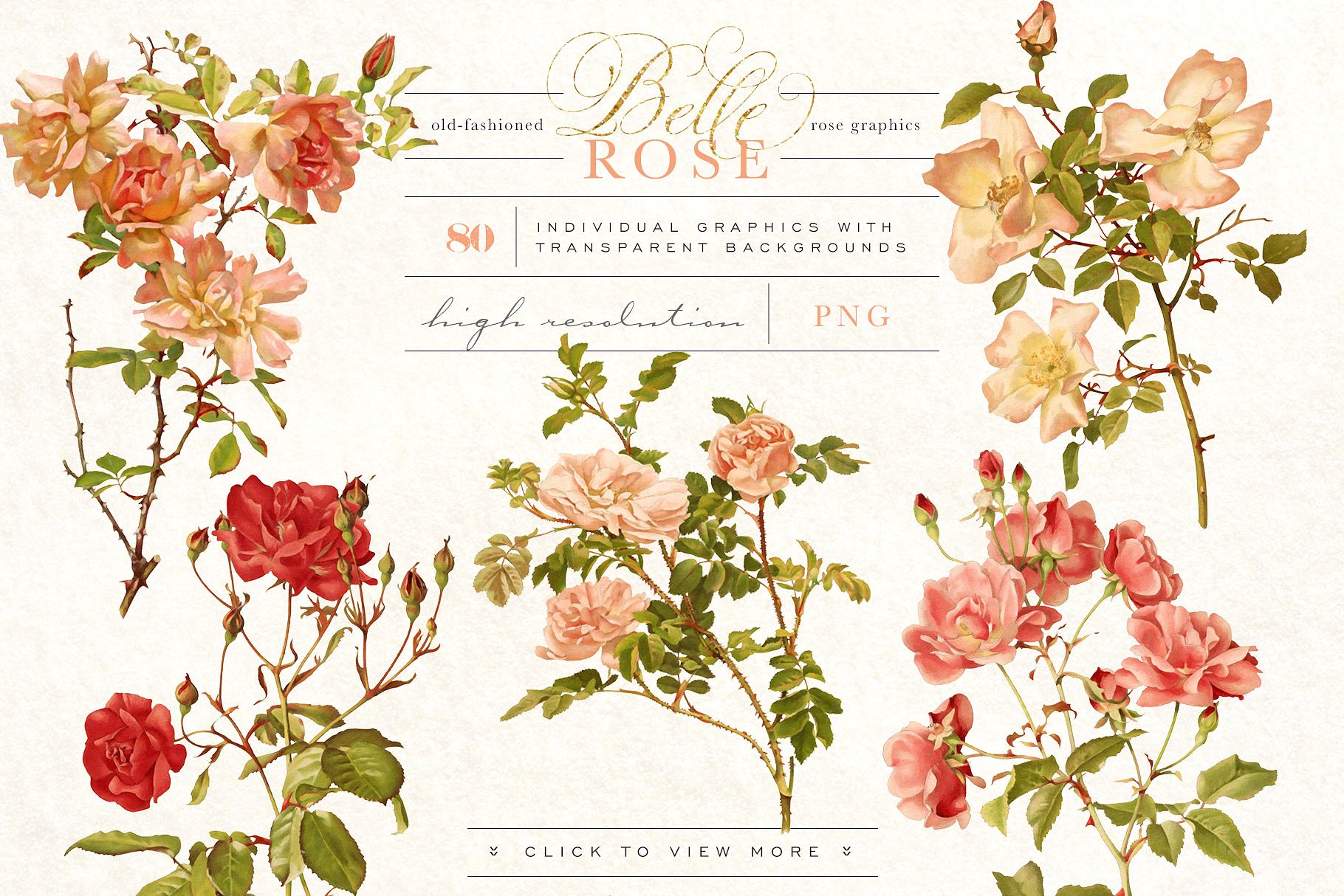 旧时尚老派水彩玫瑰花卉剪贴画合集 Belle Rose Antique Graphics Bundle插图(2)