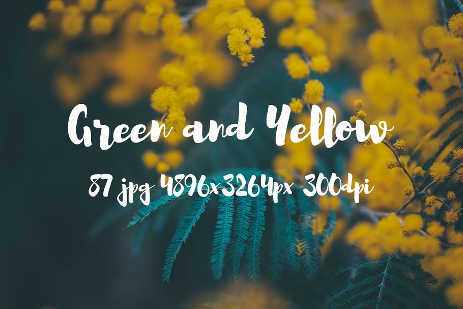 绿色和黄色植物花卉摄影照片集 Green and yellow photo pack插图4