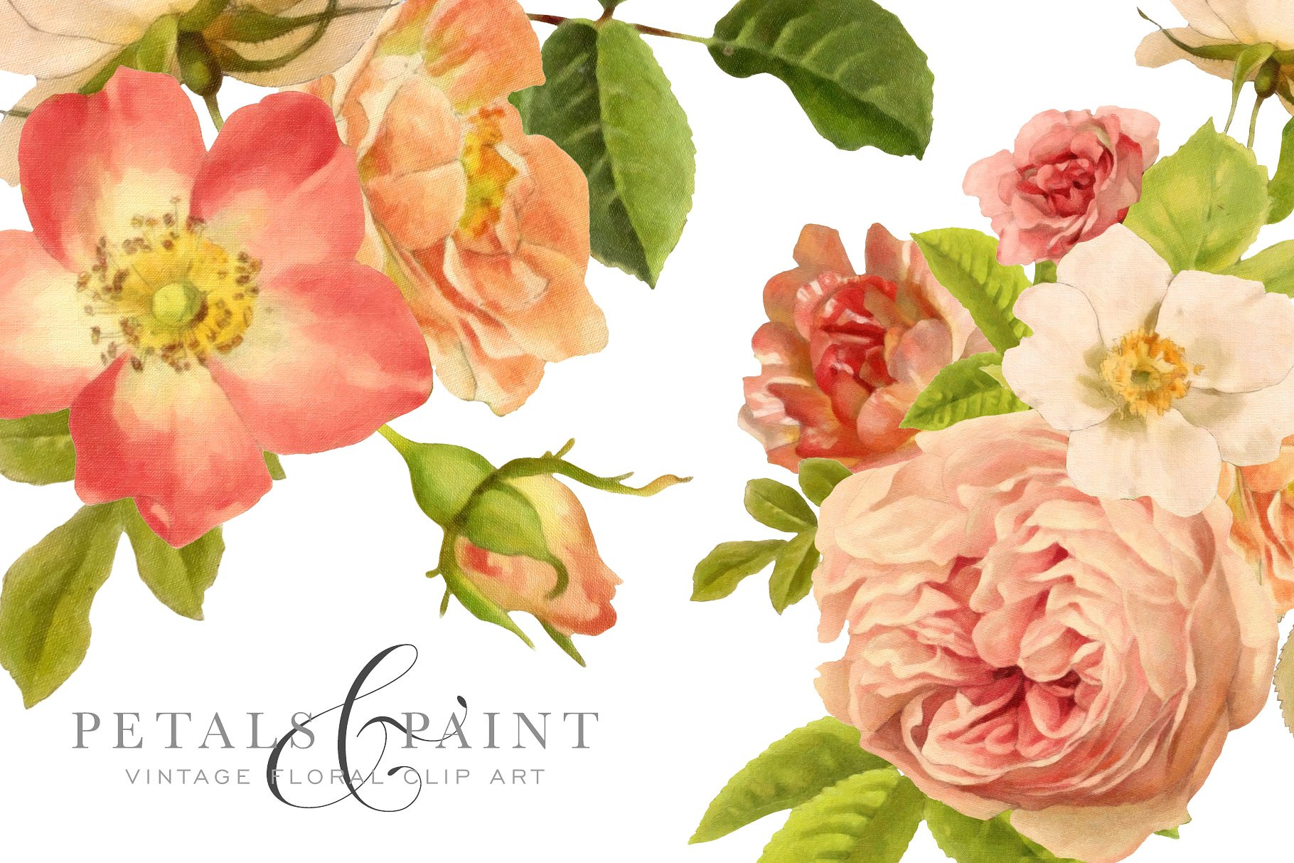 复古油画质感花卉花瓣纹理 Petals & Paint – Floral Clip Art插图