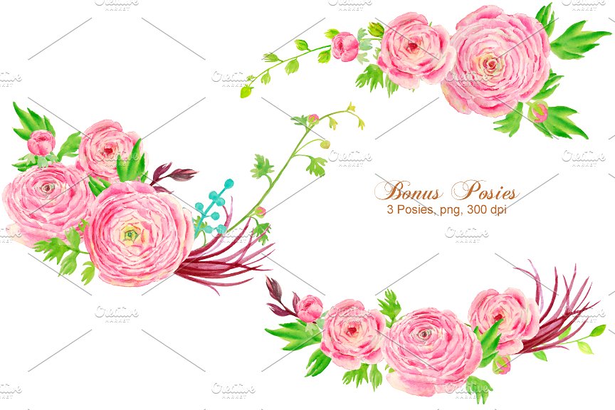 手绘水彩粉红色毛茛插画设计素材 Watercolor Clipart Pink Ranunculus插图(1)