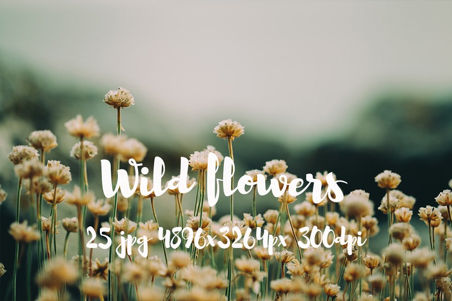 野外花卉特写镜头高清照片 II Wild Flowers II photo pack插图(1)