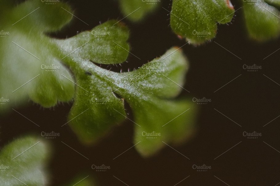 植物花卉特写镜头高清照片素材 Organic 2插图17