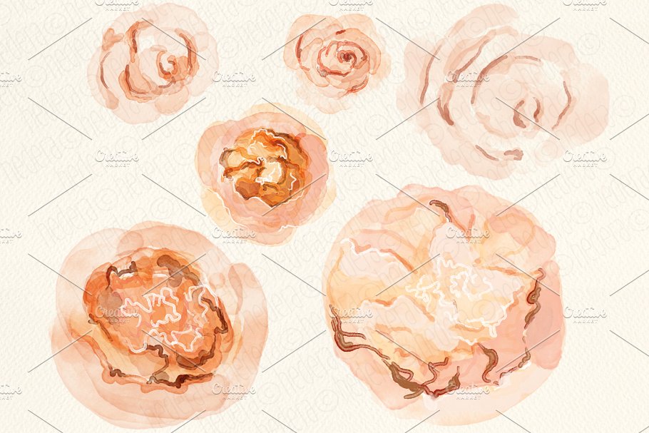 牡丹&朱丽叶玫瑰水彩画设计素材 Watercolor peonies, juliet roses插图(1)