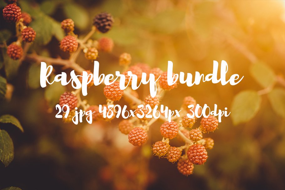 清新自然树莓高清图片素材 Raspberry photo pack插图2
