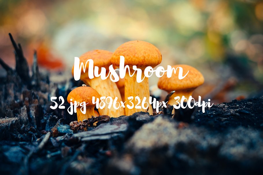 丛林野蘑菇高清照片素材II Mushrooms photo pack II插图2