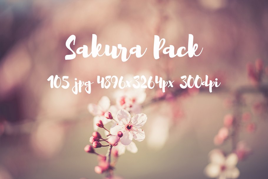 樱花特写高清照片合集 Sakura photo Pack插图20