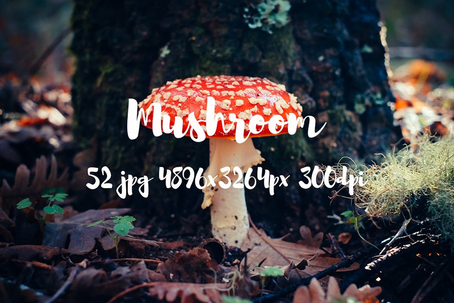 丛林野蘑菇高清照片素材II Mushrooms photo pack II插图