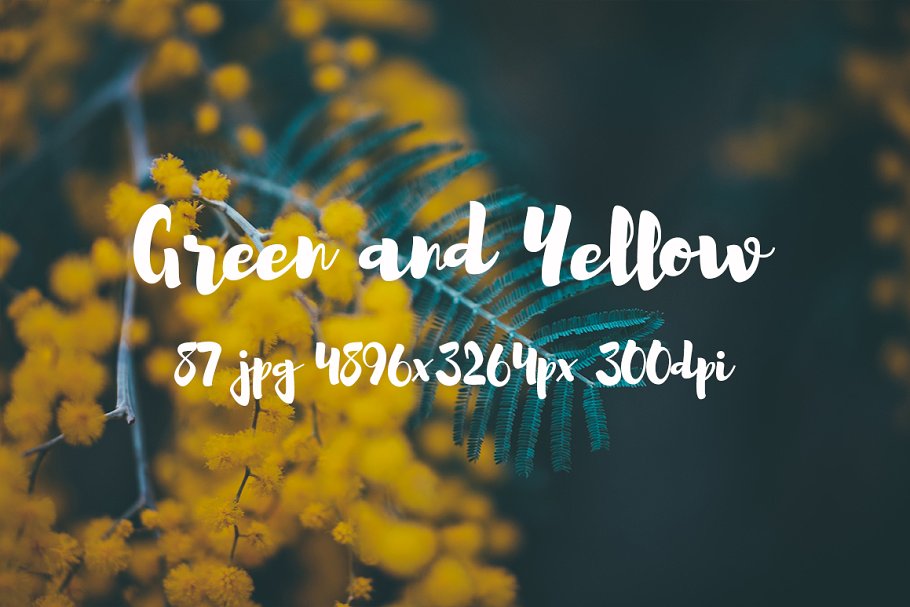 绿色和黄色植物花卉摄影照片集 Green and yellow photo pack插图6