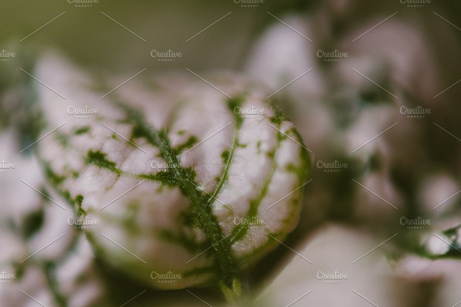 植物花卉特写镜头高清照片素材 Organic 2插图1