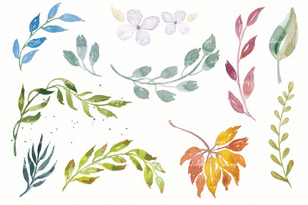30款花卉&叶子水彩插画合集 Floral Watercolor Collection插图(4)