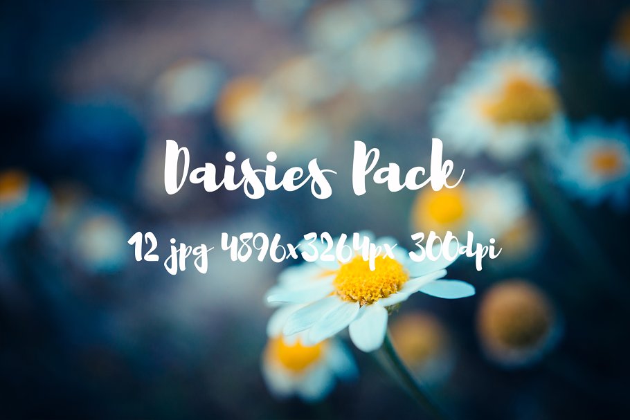 野花花卉特写镜头高清照片素材 Daisies Pack photo pack插图(4)