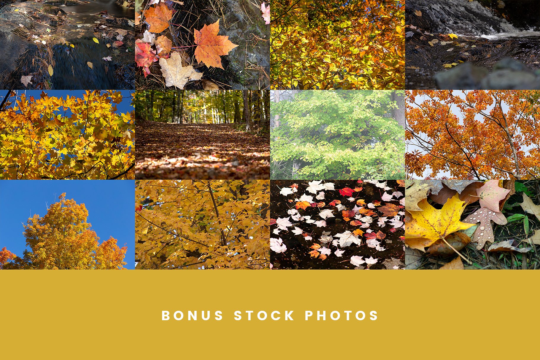 秋天落叶矢量图形 Autumn Leaf Silhouettes + Bonus插图(3)