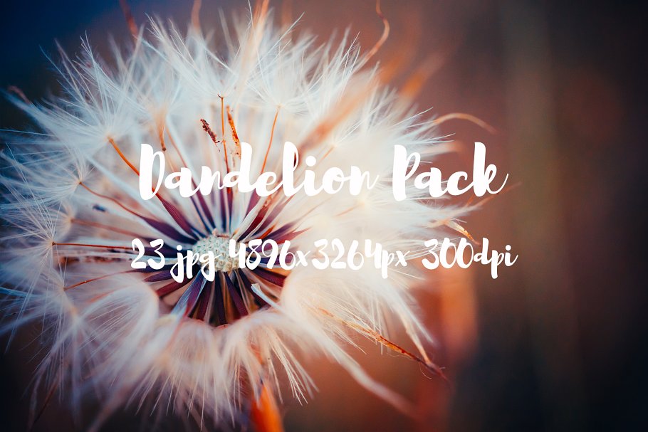 蒲公英特写镜头高清照片素材 Dandelion Pack photo pack插图(2)