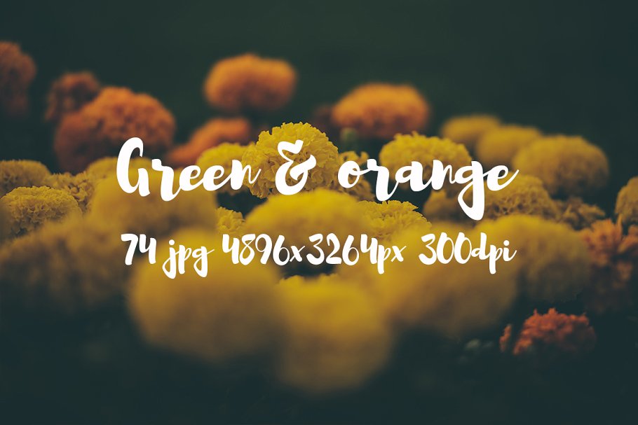 橙黄色花卉高清照片素材 Green and orange photo bundle插图(1)
