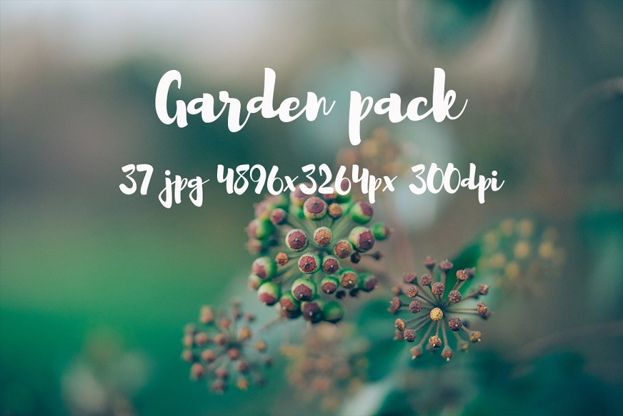 花园花卉植物高清照片素材 Garden photo Pack III插图13