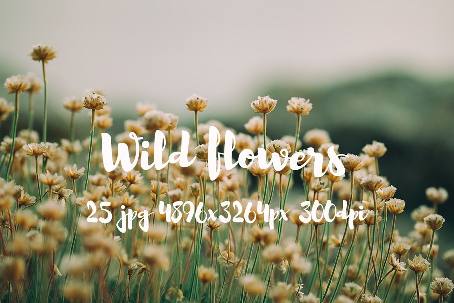 野外花卉特写镜头高清照片 II Wild Flowers II photo pack插图(9)