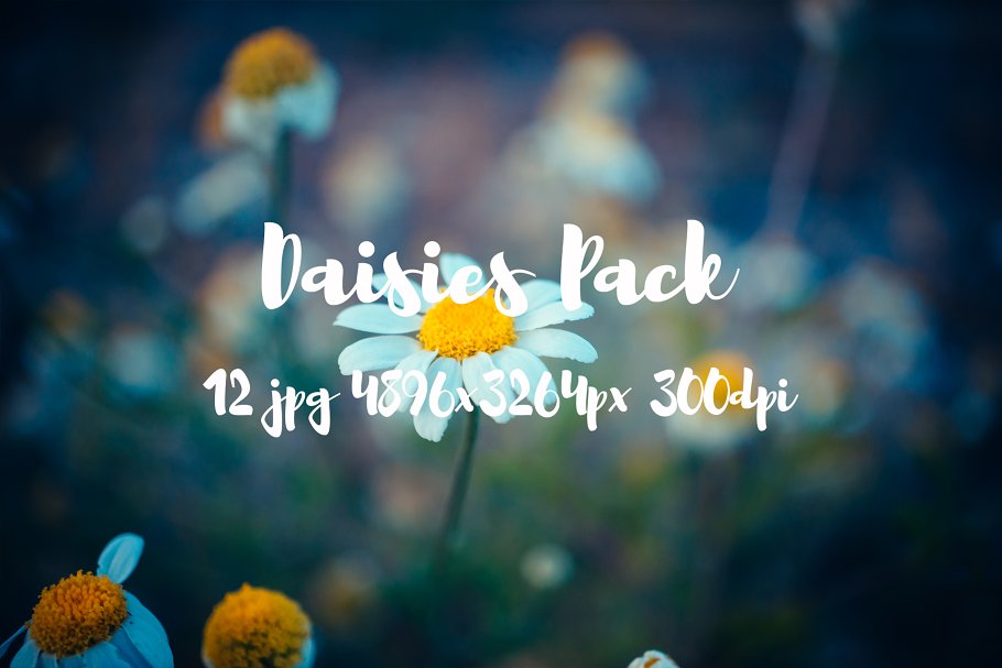 野花花卉特写镜头高清照片素材 Daisies Pack photo pack插图(5)