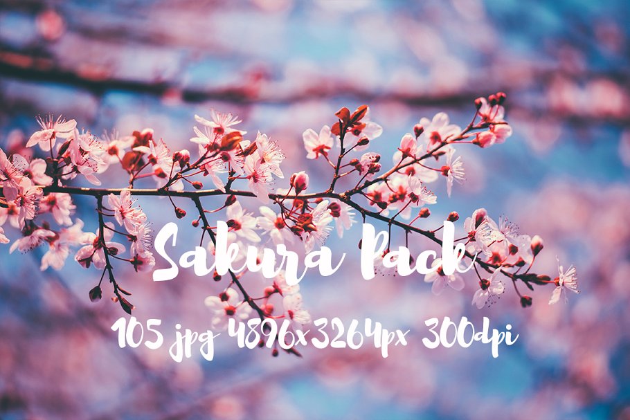 樱花特写高清照片合集 Sakura photo Pack插图6