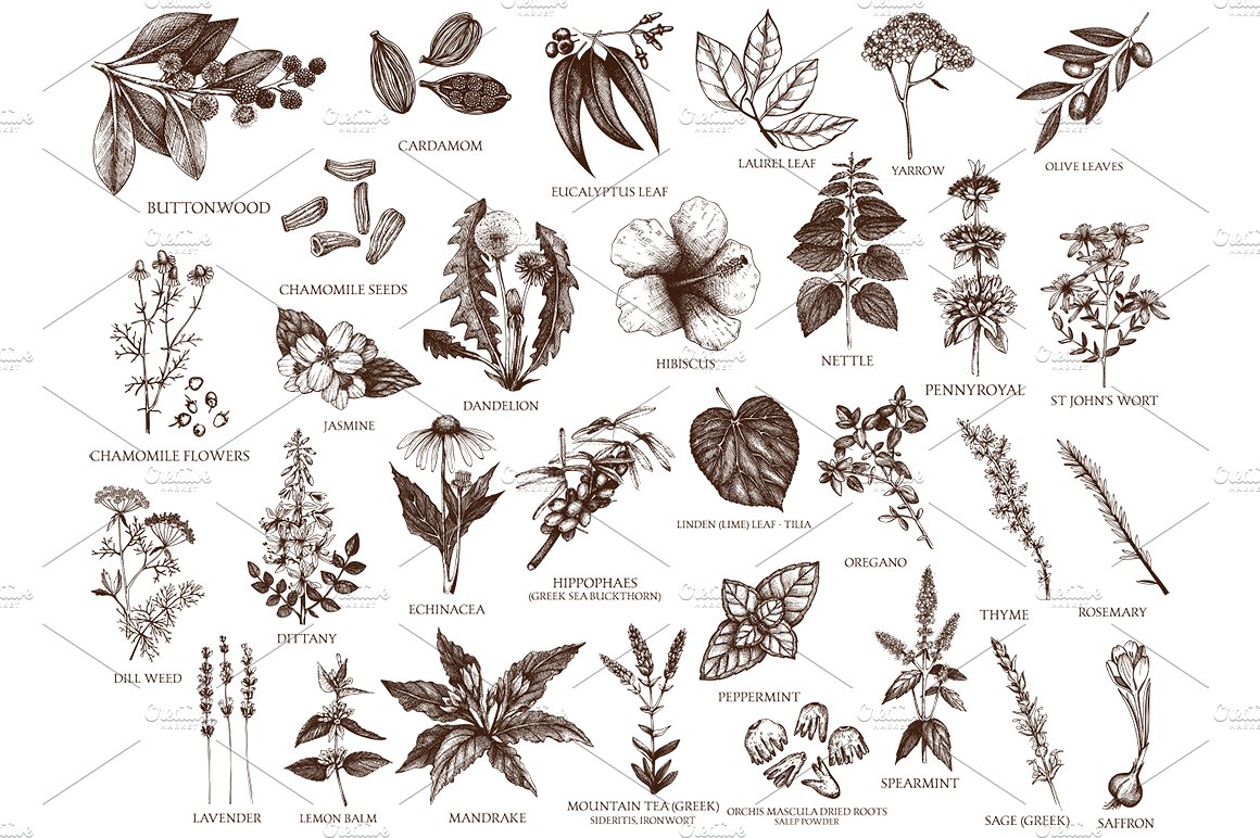 墨水手绘草本植物素描插图 Vector Plants, Herbs, Seeds Set插图