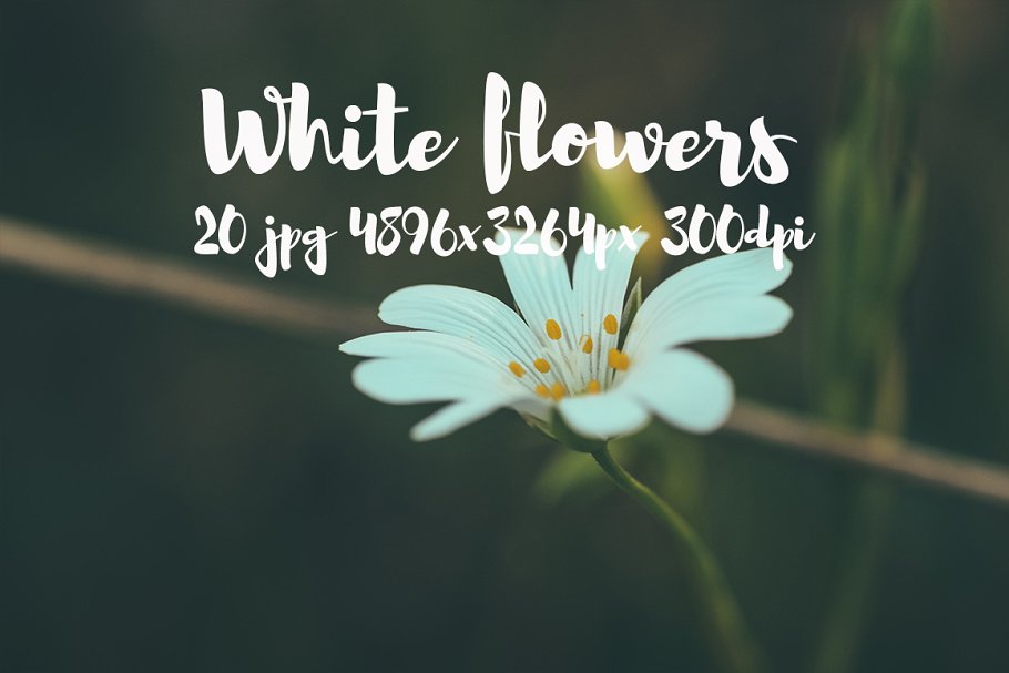 白色花卉高清照片素材合集 White flowers photo pack插图10