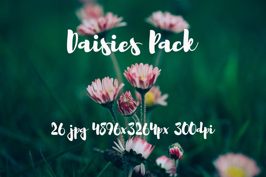 雏菊特写镜头高清照片素材 Daisies photo Pack插图(13)