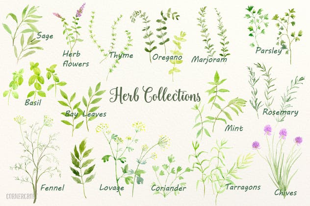 绿色草本植物水彩剪贴画插画合集 Watercolor Herb Collection插图3