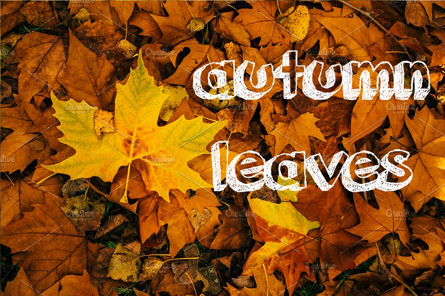 秋天树叶高清照片素材 Autumn leaves photo pack插图2