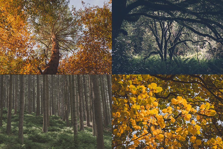 森林主题高清照片素材 IN THE FOREST (12 Premium Photos)插图(2)