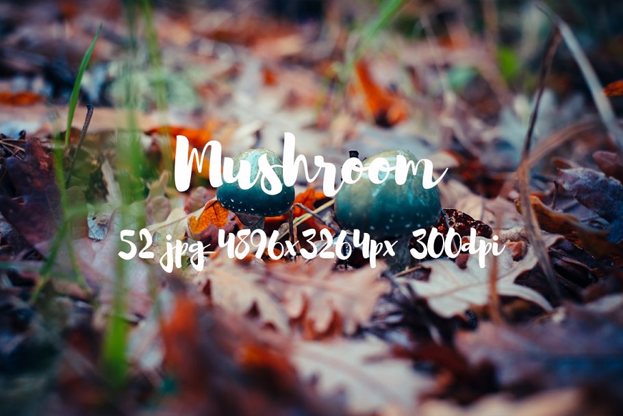 丛林野蘑菇高清照片素材II Mushrooms photo pack II插图(3)