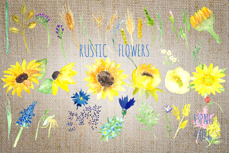 美丽手绘水彩田野草本植物插画 Sunflowers rustic watercolor clipart插图2
