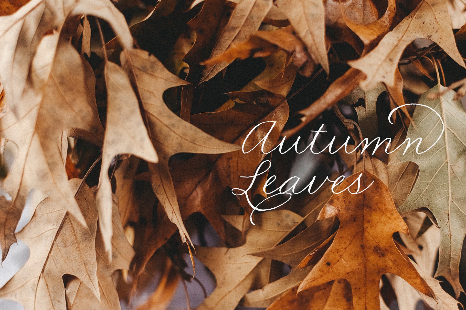 一组秋天落叶背景集  Autumn Leaves Collection插图(2)