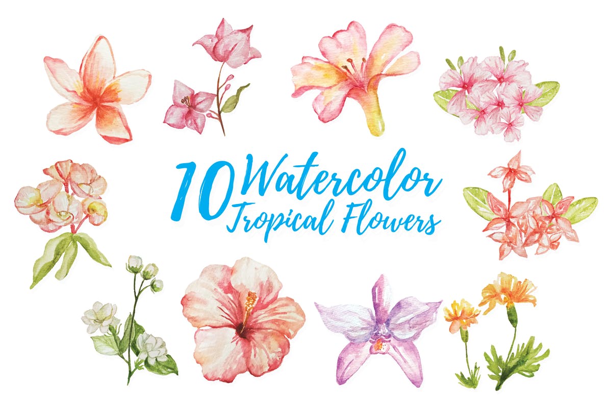 10款绽放的热带花卉水彩插画套装 10 Watercolor Tropical Flower Illustration插图