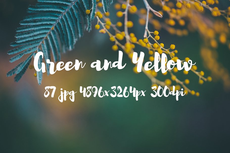 绿色和黄色植物花卉摄影照片集 Green and yellow photo pack插图12