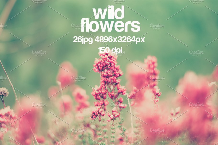 乡间野花高清照片素材 wild flowers photo pack插图(5)