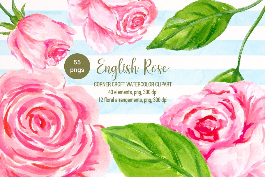 美丽浪漫的英国传统玫瑰剪贴画合集 Watercolor English Rose Clipart插图3