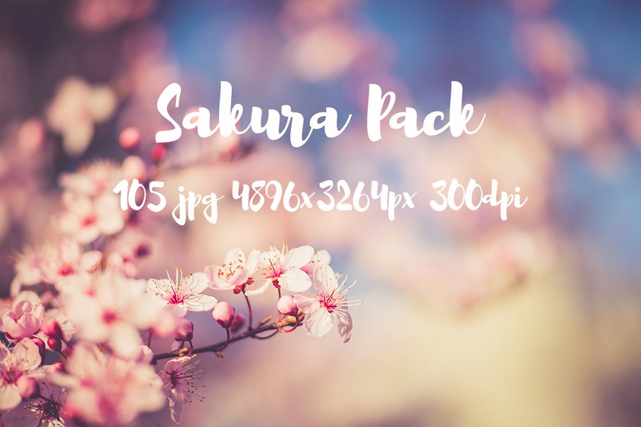 樱花特写高清照片合集 Sakura photo Pack插图23
