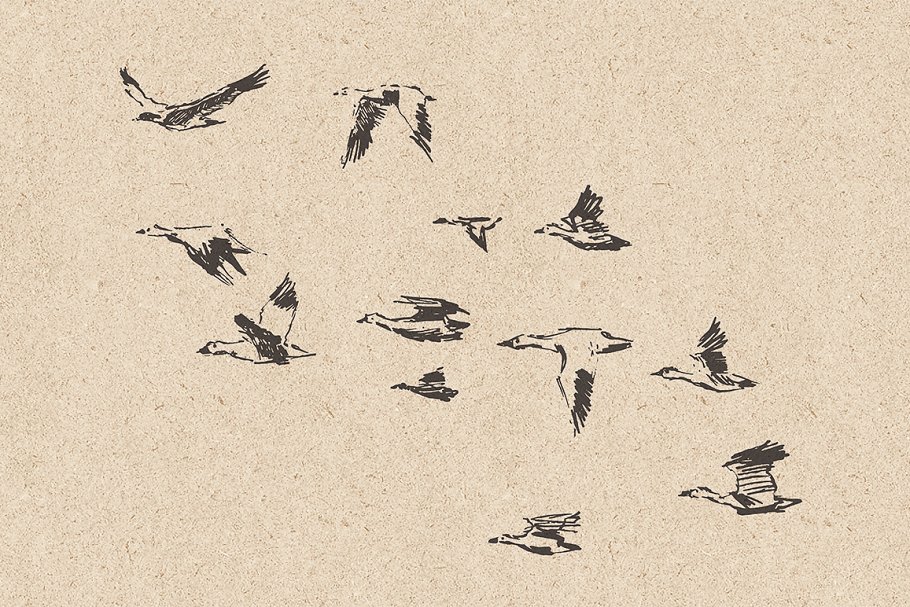 鸟群素描设计素材 Flocks of birds, sketch style插图10